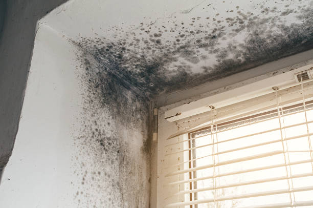Affordable Mold Removal solutions in Bellmawr, NJ